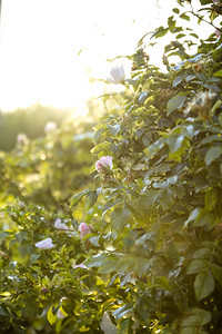 在阳光下以盛开的芽和叶子的形式关闭自然盛开的粉红色花朵图片