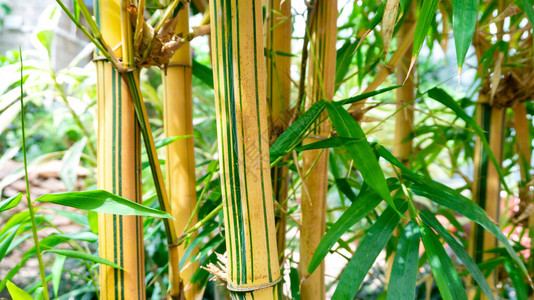 金竹特写的条纹茎生产竹汁的原料热带雨林中的竹丛风水的传统日图片
