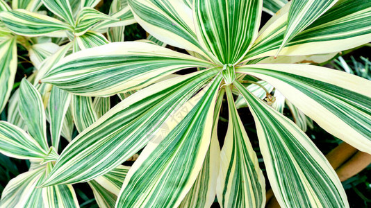 一种热带植物Rohdeajaponica与条纹对比叶子装饰树叶异国情调的室内植物热带植物的宏观照片背景图片