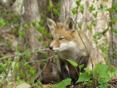 年轻红狐狸在春天在森林图片