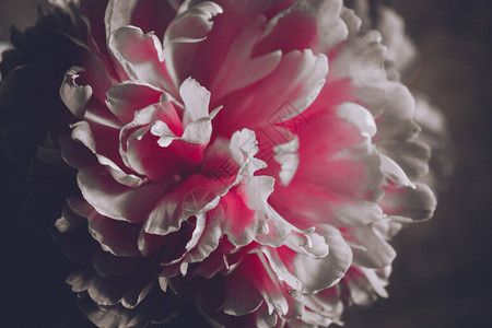 盛开的牡丹特写的粉红色花瓣花蕾图片