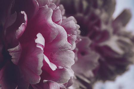 盛开的牡丹特写的粉红色花瓣花蕾图片
