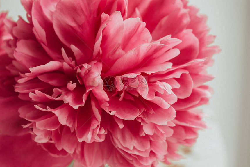 盛开的牡丹特写的粉红色花瓣花蕾图片