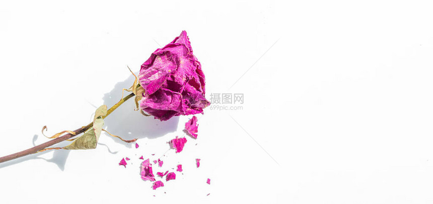 白色背景的粉红玫瑰花朵和花图片
