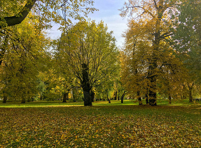 秋天阳光明媚的日子里公园里的树秋天树下草地上的黄色落叶图片