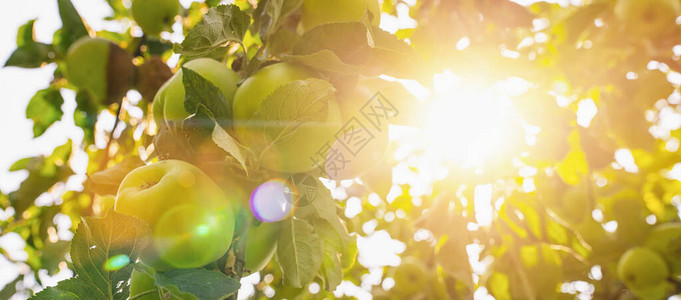 苹果树枝上的苹果阳光明单个文字的复制空间图片