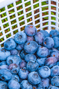 蓝莓装在两个塑料白色篮子图片