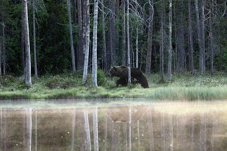 芬兰针叶林中的欧洲熊图片
