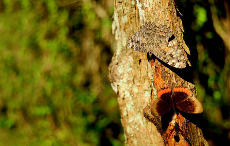 关闭南美洲阿根廷伊瓜苏公园Jungle的树尖上休息的图片