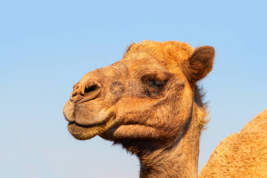 纳米布沙漠的非洲骆驼图片
