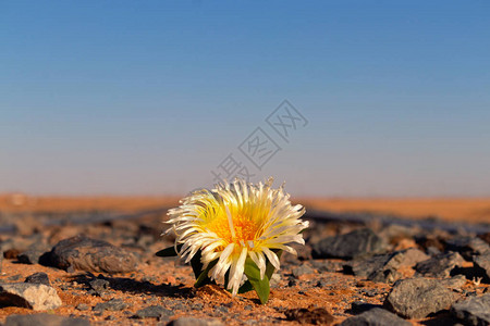 沙漠中的孤白花在石头图片
