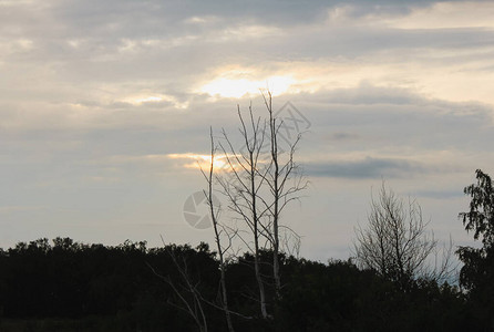 树木日落天空旅行和自然之旅背景的图片