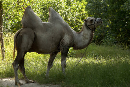 Bactrian骆驼在绿草上吃草图片