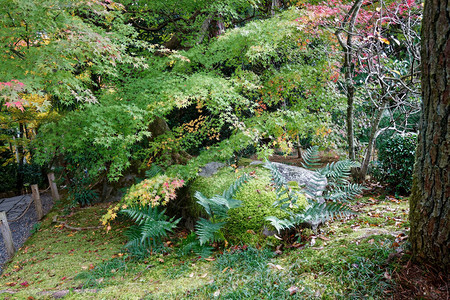 有巨石的日本公园假山岩石花园全景园艺背景全园丁图片