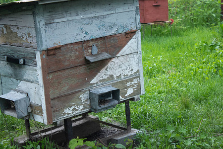 蜜蜂的房子蜂巢养蜂业养蜂业的概念图片