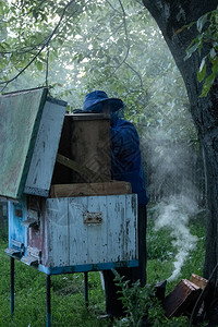 养蜂人在花园里和蜜蜂一起工作蜂窝蜜蜂的房子蜂巢养蜂业养蜂业的概念图片