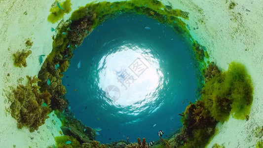 热带鱼类和珊瑚礁水下画面水下的海景菲律宾博图片