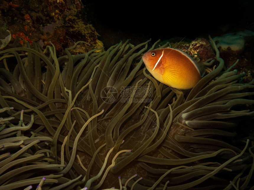 臭鼬小丑鱼Amphiprionperideraionat在菲律宾波多加莱拉热带珊瑚礁美丽的海葵家中这些珊瑚礁非常健图片
