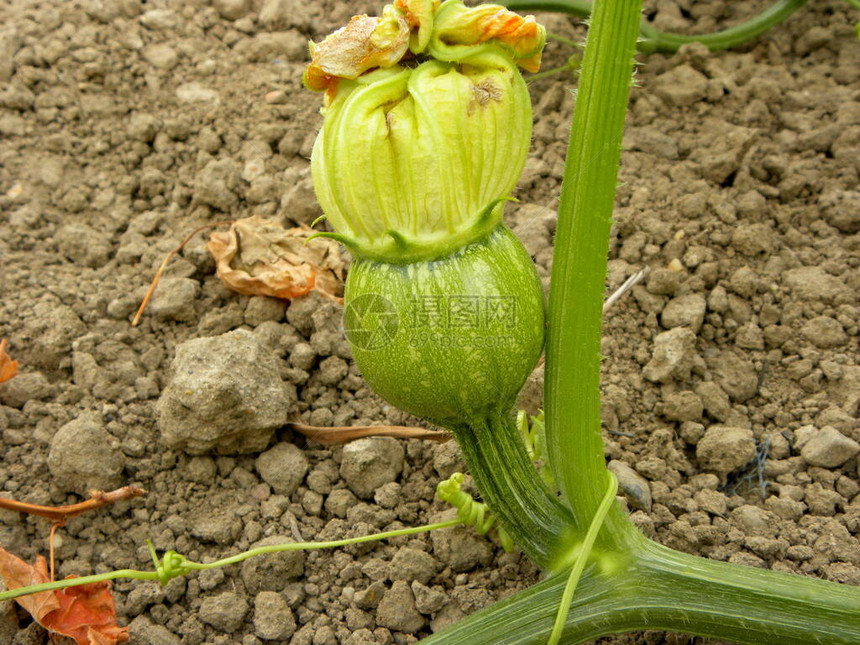 在该领域种植的绿色南瓜种植南瓜成熟的图片