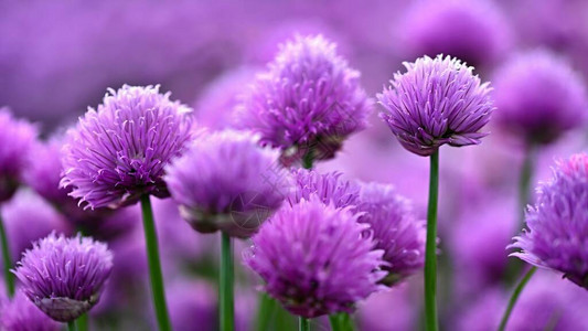 美丽的花朵紫色植物子阳光明媚和夏日的图片