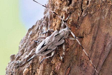 雌树皮上的小松果虫Acanthocinus图片