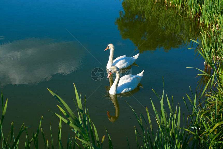 池塘上的白天鹅与云彩的倒影图片