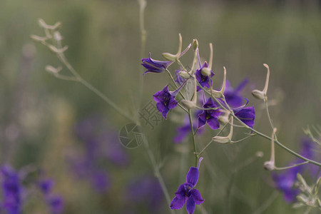 五月春五月绿草上紧贴着精细的蓝色紫蓝铃声图片