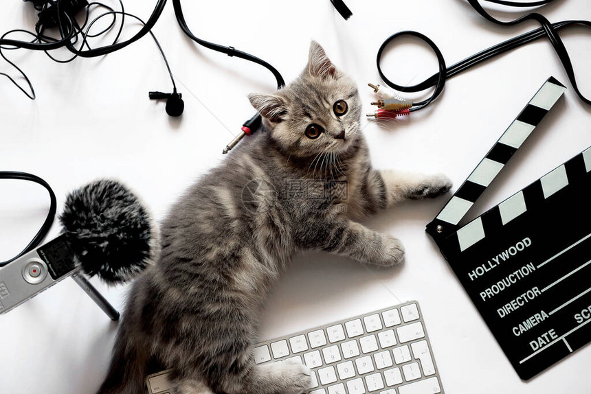 录音棚里的猫特写这只猫躺在变焦h1录音机附近的工作场所图片