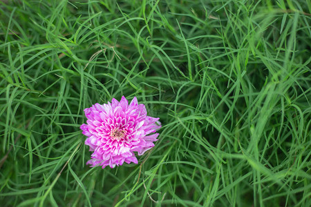 绿色背景的粉红菊花美丽图片