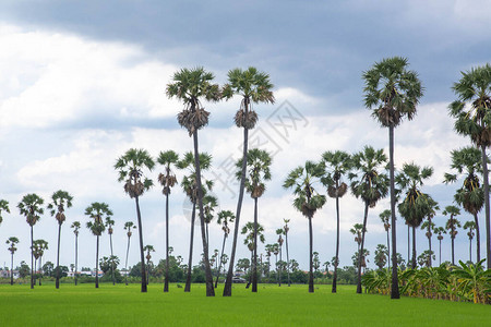 棕榈树在阳光下的绿色稻田图片
