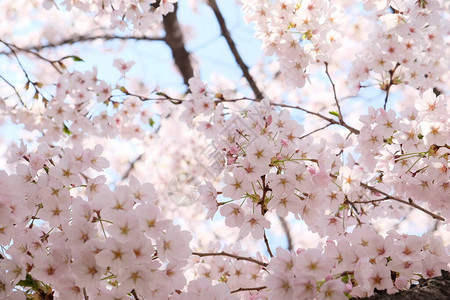 秋春樱花在韩国首尔的春月佐仓季节图片