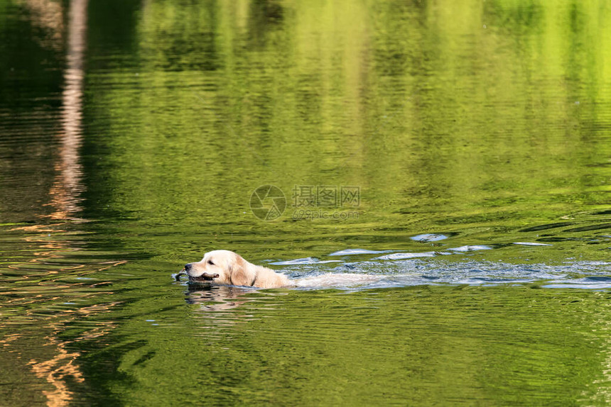 滑的狗拉布多用棍子在湖上漂浮DOG返回由主图片
