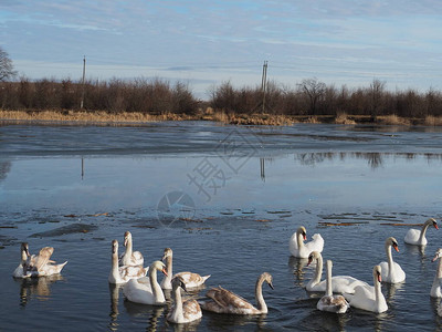 冬天结冰的湖面冬天风景冬天风景与河流和蓝天湖上的芦苇湖上的天鹅图片