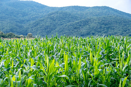 山绿自然背景农场玉米田景观形象图片