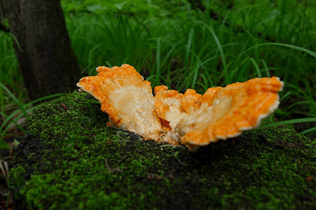 森林里的橙色蘑菇图片