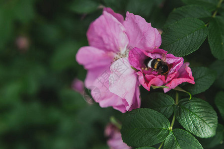 一只蜜蜂在一朵野玫瑰花中采集花粉一只蜜蜂在一朵粉红色的花朵中采集花粉图片