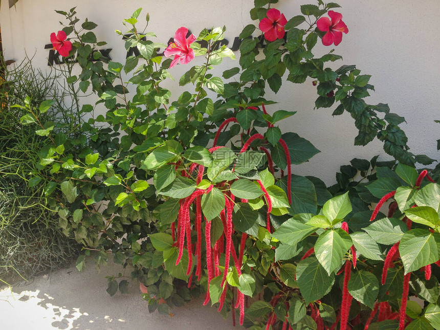 AmaranthuscaudatusAmaranthaceae在马尔代夫被种植为多叶蔬菜谷物和观图片