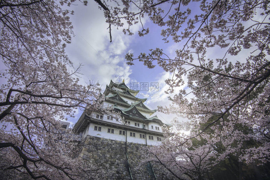 樱花盛开在名古屋城的春天建于1610年的名古屋城是位于日本中部名古图片