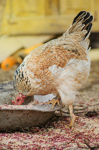 母鸡在舍里喂玉米与鸡群的农场业务鸡舍里的白母鸡图片