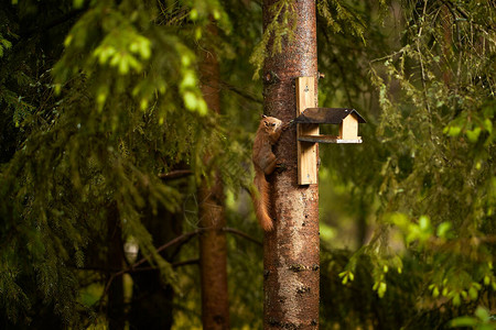 大松鼠在夏季森林的一棵树上吃图片