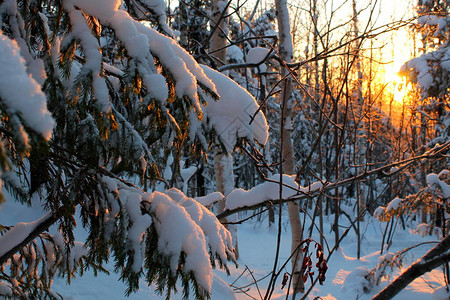冬天雪俄罗斯的冬天寒冷的霜图片