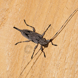 nodosus木板上的甲虫背景图片