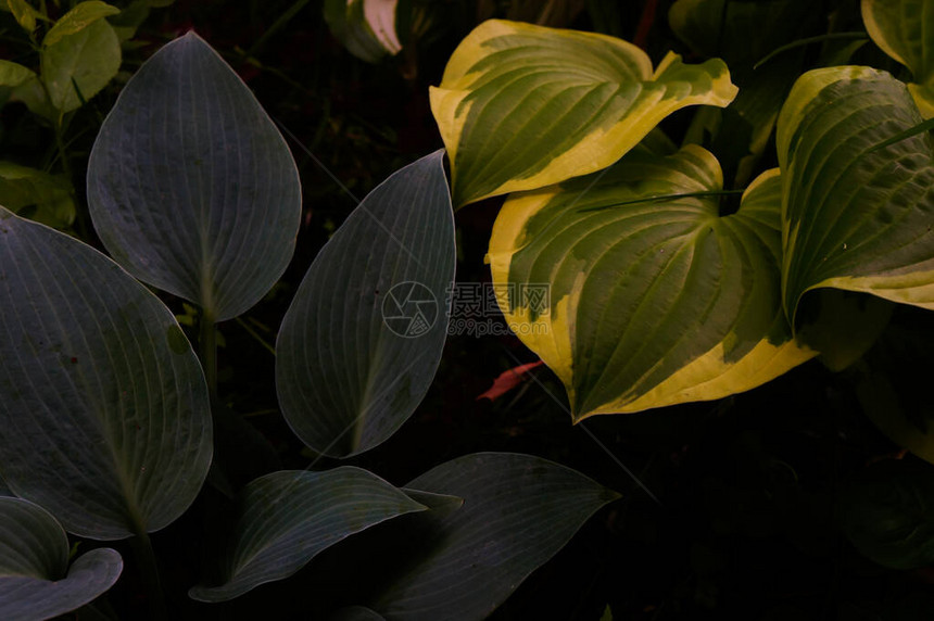 花园绿色叶子深壁纸概念自然背景热带叶子的图片