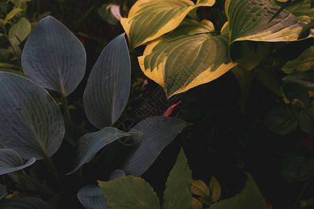 花园绿色叶子深壁纸概念自然背景热带叶子的图片