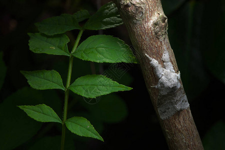 苍白的草螟蛾紧贴在多汁的绿叶旁边的红色树枝上深色背景隔离了这只飞蛾一种非背景图片