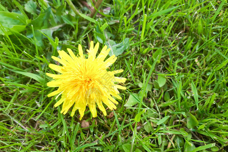 草地上的黄色花朵紧图片