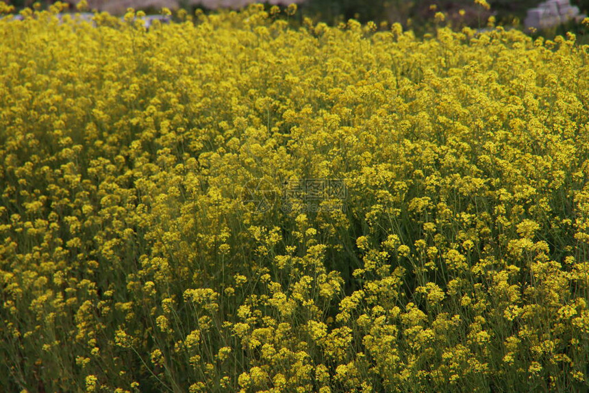 荷兰普罗旺斯南荷兰圩田中的黄色油菜花图片