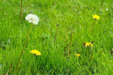 成熟蒲公英的特写照片绿草中的白花图片