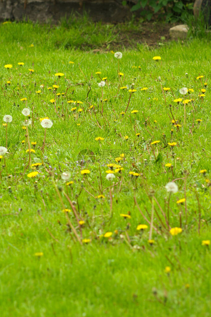 蒲公英领域蓬松的蒲公英背景中一片草地的一部分草丛中图片