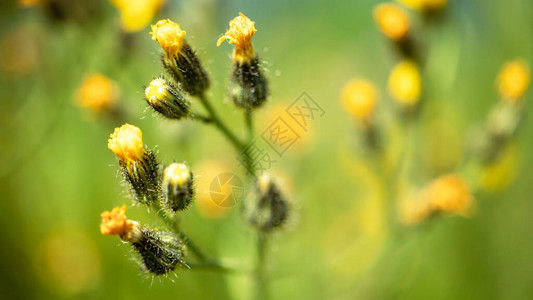 黄色夏季花朵野生花朵模糊图片